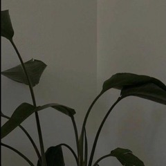 mintxchoco