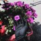 ءَايَةٌ :")