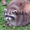 JYANIGMA