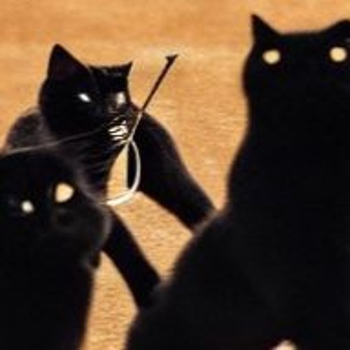 the black cats’s avatar