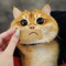 dimps