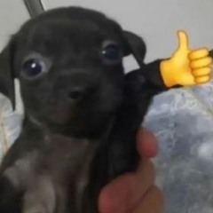 Perro Guaton 😎