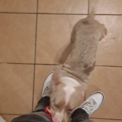 Kysperc