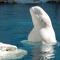 Beluga South