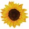 The Sunflower Symphony