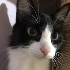 100- Força do Jaguar - Tribo do Jaguar - Part.mp3