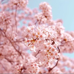 Tech Sakura 🌸