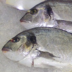 tsippoura