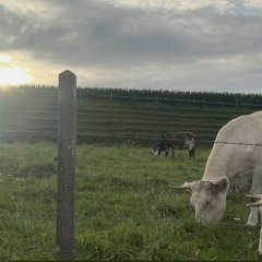 Aleksa Sóley Kristófersdóttir