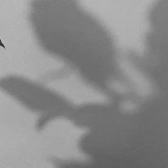 채지화  Chae Jihwa