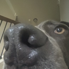 bobert