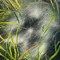 EmergentVessels