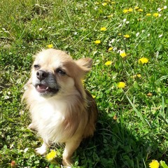 Tamy