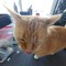 Shep_47