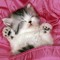 kittysmeow