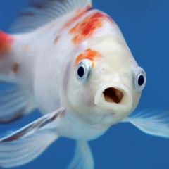 Glubglubglub