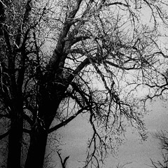 WearingWorld/LeeryOfLeos/STD