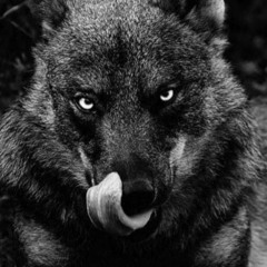Darkwolf