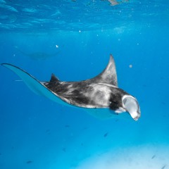 Dhathithah - Pest X Toy Official Video.mp3