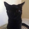 PretoGato