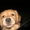 cachorro
