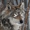 EmberTheWolfTherian☆•°.~
