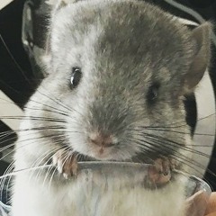 chewy