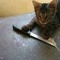cat with a knife