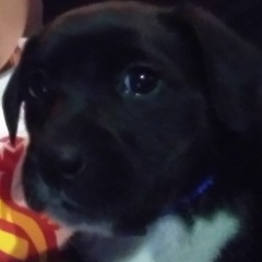 doge12