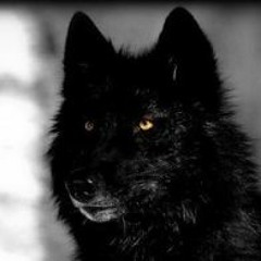 Laika 🐺