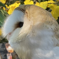 Fukurō