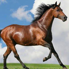 waelfared
