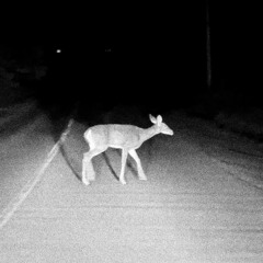 cryptid