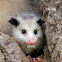 opossumstrash
