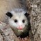 opossumstrash