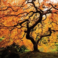 Iron Rhizome