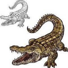 Big30 Alligator🐊