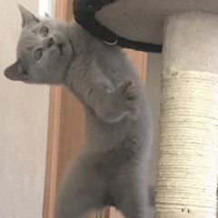 AcidCat