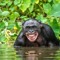 Gorilla_King ( I follow Back )