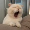 yawning cat ฅ