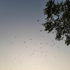 ramin_oroojzadeh