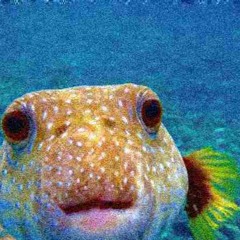 Funny Moments Augustus