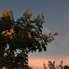 những kẻ mộng mơ
