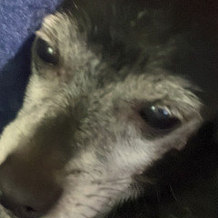 kasper