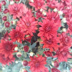Miss Fall