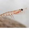 Krill