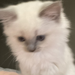 Zarrius