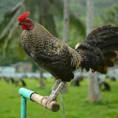 manuk lalan