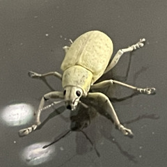 jack's in the box again