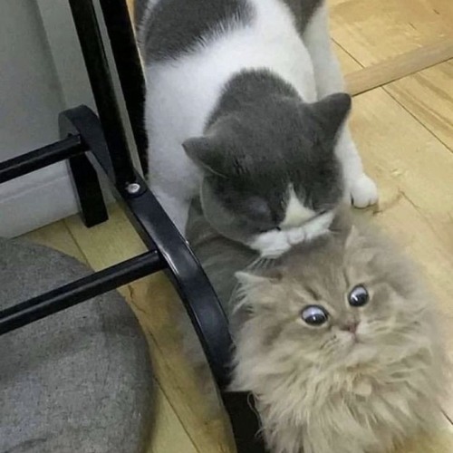 lip giong to fix - imma mix